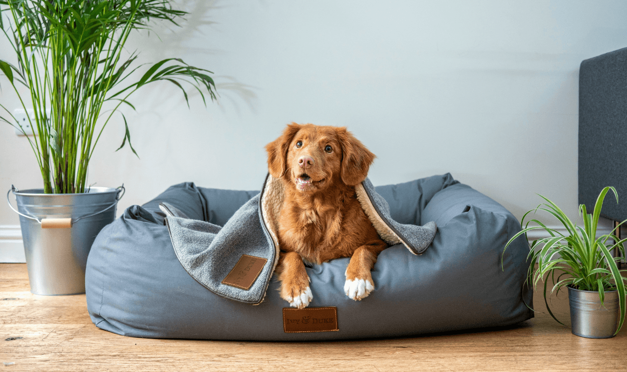 Dog resting on a bed at home, representing BondaPet's trusted pet life story