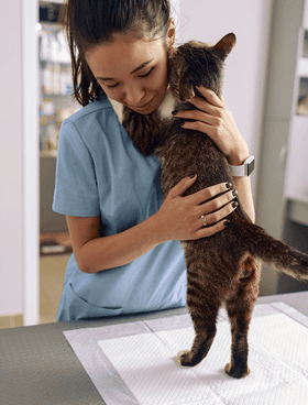 Veterinary professional holding a cat in a clinic